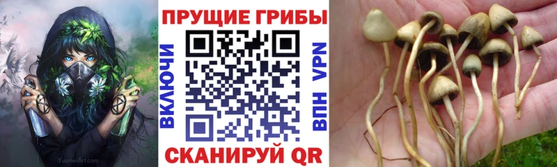Псилоцибиновые грибы GOLDEN TEACHER  Сертолово 